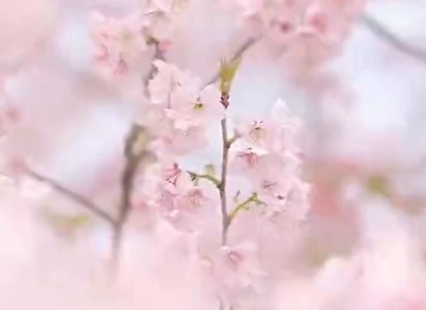 武汉东湖樱园樱花盛开 美得让人惊叹