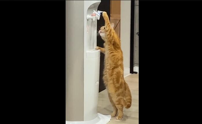 猫咪踮着脚开饮水机喝水