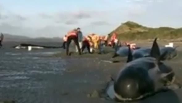 每周广播一则(十五)：新西兰大量鲸鱼搁浅
